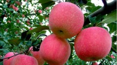 苹果树补充高钾肥的最佳时间